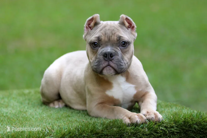 Fawn Male – American Bully puppy for sale in Orangeburg, SC