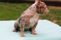 Lilac Tri Merle Female, a female American Bully for sale in Orangeburg, SC – 4 of 6