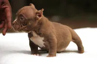 Chocolate Female, a male American Bully for sale in Orangeburg, SC – Photo 3 of 7