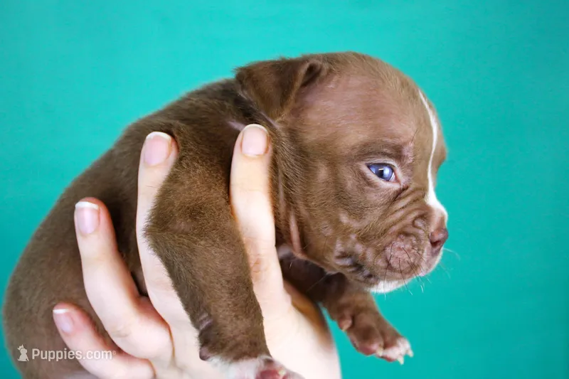 Chocolate Female – American Bully puppy for sale in Orangeburg, SC