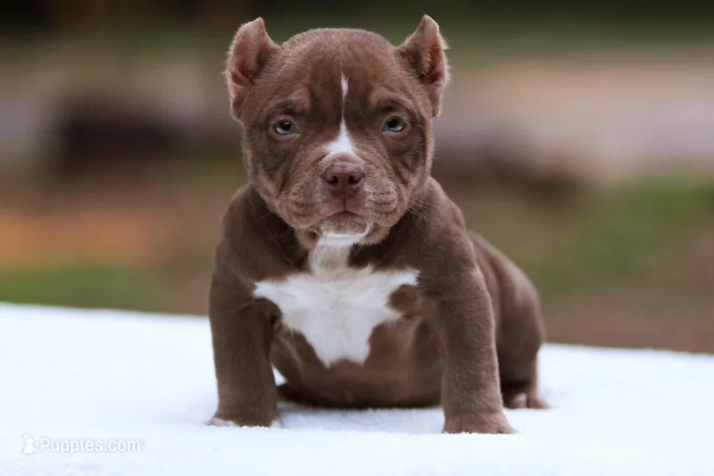 Chocolate Female – American Bully puppy for sale in Orangeburg, SC