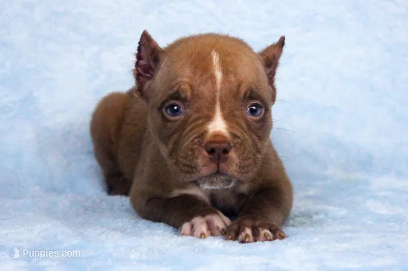Chocolate Female – American Bully puppy for sale in Orangeburg, SC