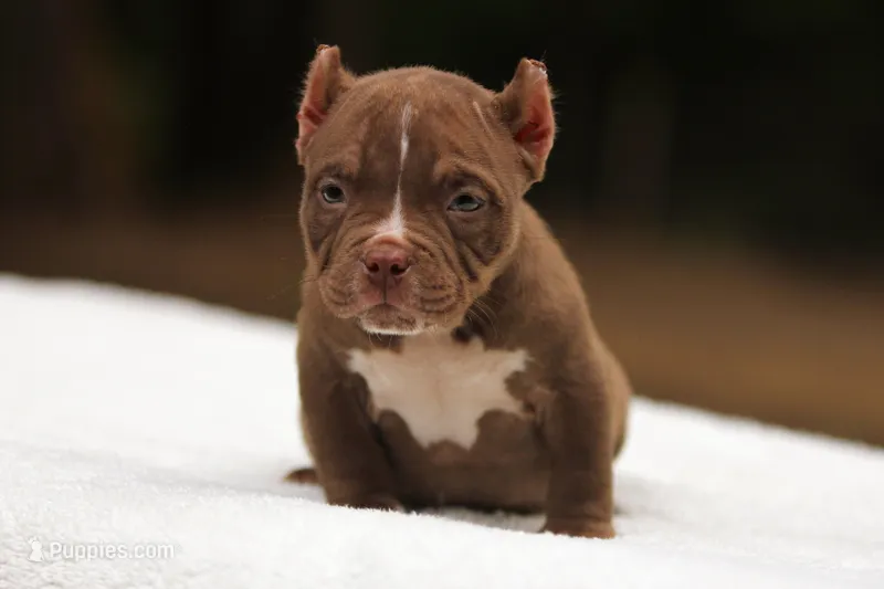 Chocolate Female – American Bully puppy for sale in Orangeburg, SC
