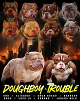 Lilac Merle Male, a male American Bully for sale in Orangeburg, SC – 6 of 6