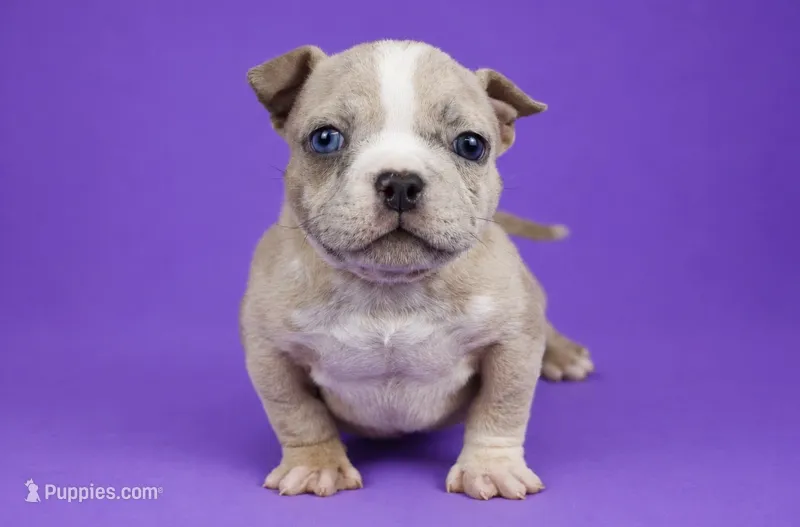 Fawn Merle Female – American Bully puppy for sale in Orangeburg, SC