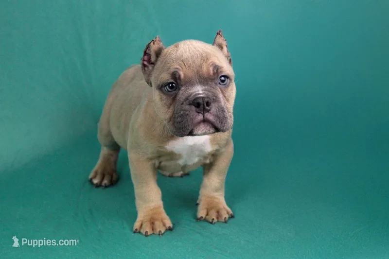 Fawn Male – American Bully puppy for sale in Orangeburg, SC