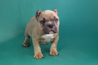 Fawn Male, a male American Bully for sale in Orangeburg, SC – Photo 1 of 4