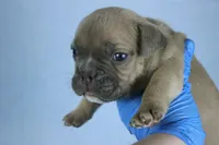 Fawn Male, a male American Bully for sale in Orangeburg, SC – Photo 3 of 4