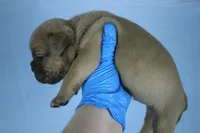 Fawn Male, a male American Bully for sale in Orangeburg, SC – Photo 2 of 4