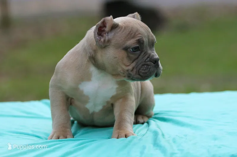Fawn Male – American Bully puppy for sale in Orangeburg, SC