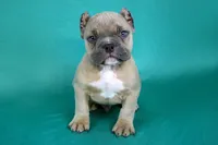 Fawn Male, a male American Bully for sale in Orangeburg, SC – Photo 3 of 4