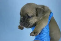 Fawn Male, a male American Bully for sale in Orangeburg, SC – Photo 4 of 4