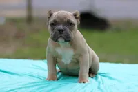 Fawn Male, a male American Bully for sale in Orangeburg, SC – Photo 2 of 3