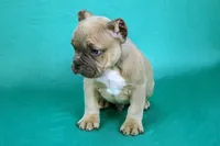 Fawn Male, a male American Bully for sale in Orangeburg, SC – Photo 4 of 4