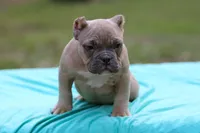 Fawn Male, a male American Bully for sale in Orangeburg, SC – Photo 3 of 3
