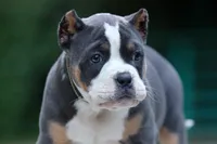 Blue Tri Female, a female American Bully for sale in Orangeburg, SC – 2 of 5