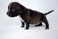 Black Male, a male American Bully for sale in Orangeburg, SC – 4 of 5