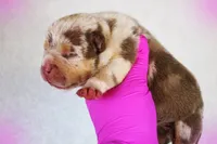 Chocolate Tri Merle Female, a female American Bully for sale in Orangeburg, SC – 1 of 6