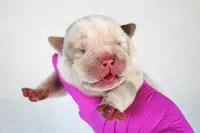 Lilac Tri Merle Male 2, a male American Bully for sale in Orangeburg, SC – 2 of 3