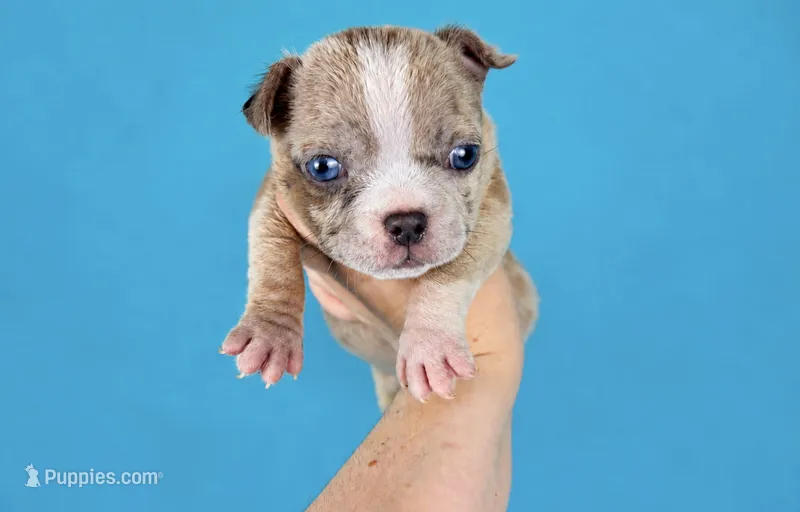 Fawn Merle Female – American Bully puppy for sale in Orangeburg, SC