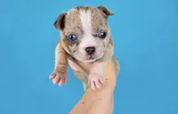 Fawn Merle Female, a female American Bully for sale in Orangeburg, SC – 1 of 3