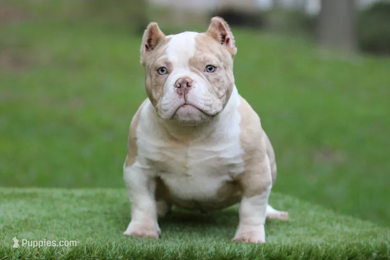Lilac Merle Male – American Bully puppy for sale in Orangeburg, SC