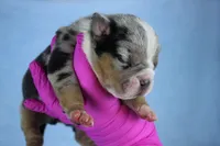 Black Tri Merle Male, a male American Bully for sale in Orangeburg, SC – 4 of 4