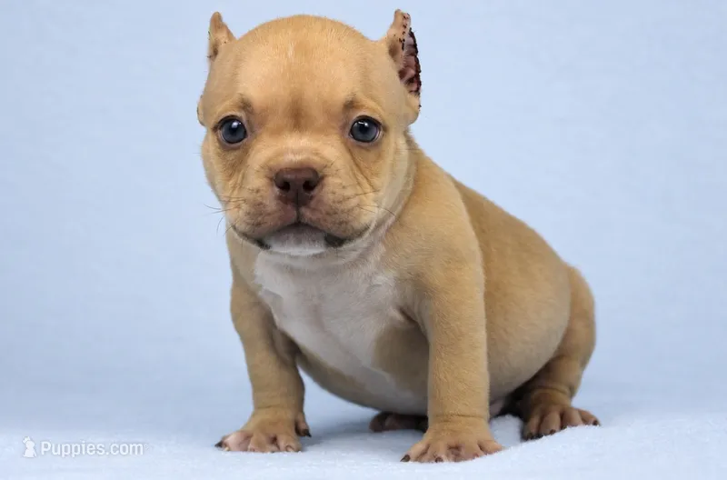 Chocolate Fawn Male – American Bully puppy for sale in Orangeburg, SC