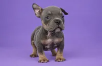 Blue Tri Male, a male American Bully for sale in Orangeburg, SC – 3 of 4