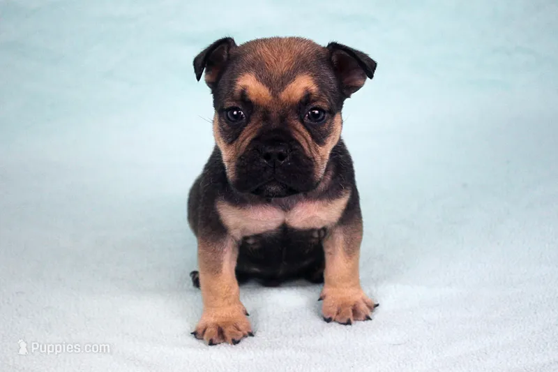 Sable Male – American Bully puppy for sale in Orangeburg, SC
