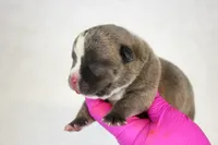 Blue Brindle Male, a male American Bully for sale in Orangeburg, SC – 2 of 3