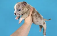 Fawn Merle Female, a female American Bully for sale in Orangeburg, SC – 3 of 3