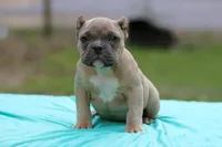 Fawn Male, a male American Bully for sale in Orangeburg, SC – 2 of 7