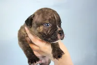 Black Brindle Male, a male American Bully for sale in Orangeburg, SC – 7 of 7