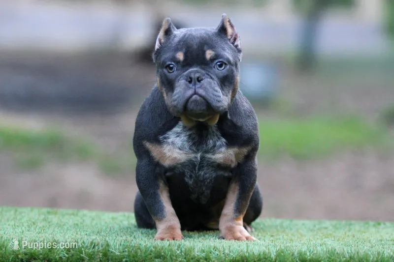 Blue Tri  – American Bully puppy for sale in Orangeburg, SC