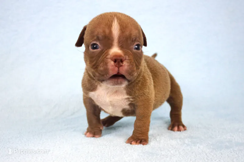 Chocolate Male  – American Bully puppy for sale in Orangeburg, SC
