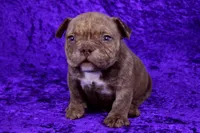 processed/4dd443c8-e511-45dd-9f85-13bfe7f8f8be/listing/7f18b03b-3701-4338-9166-2ff88321b568/0f621f49-97e4-4762-ae4f-4bc0c2678c52