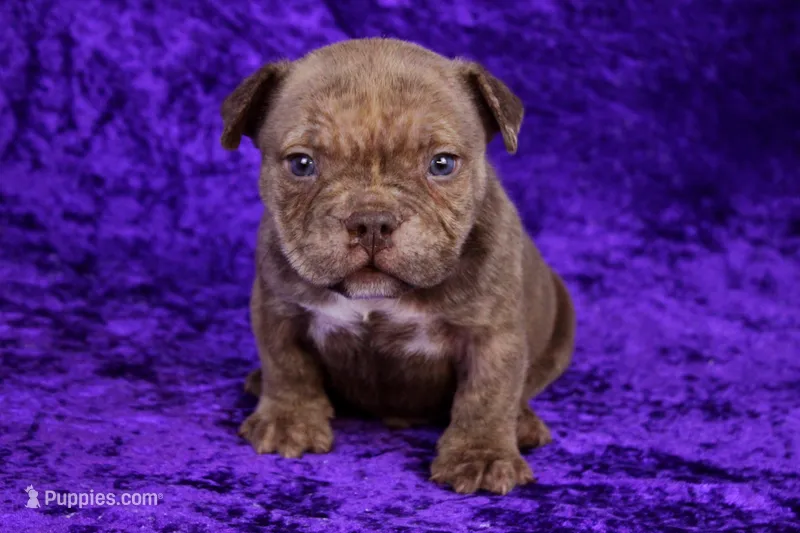 Chocolate Brindle Male