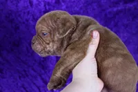 processed/4dd443c8-e511-45dd-9f85-13bfe7f8f8be/listing/7f18b03b-3701-4338-9166-2ff88321b568/7183128a-e724-4426-98d5-77a8852bd837