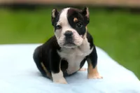 Black Tri Male, a male American Bully for sale in Orangeburg, SC – 5 of 6