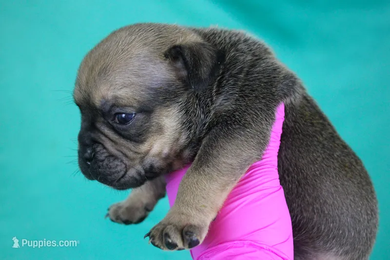 Sable Male – American Bully puppy for sale in Orangeburg, SC