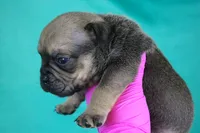 Sable Male, a male American Bully for sale in Orangeburg, SC – 1 of 5