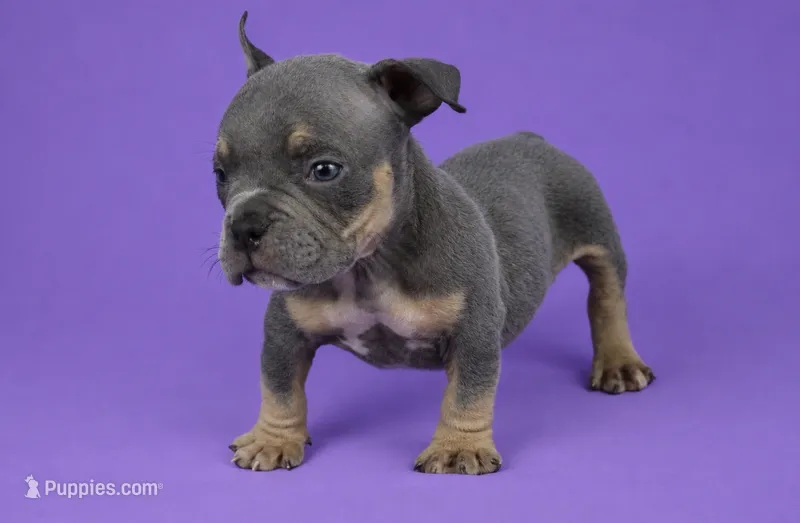 Blue Tri Male – American Bully puppy for sale in Orangeburg, SC