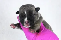 Black Brindle Male, a male American Bully for sale in Orangeburg, SC – 2 of 3