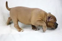 Fawn Female, a female American Bully for sale in Orangeburg, SC – 6 of 8