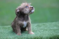 Female , a female American Bully and Cavapoo for sale in Orangeburg, SC – 2 of 6