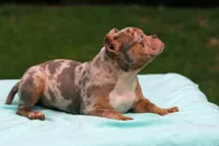 Lilac Tri Merle Female, a female American Bully for sale in Orangeburg, SC – 2 of 6