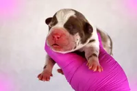 Chocolate Merle Female, a female American Bully for sale in Orangeburg, SC – 2 of 3