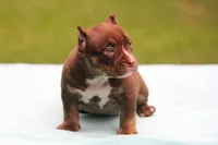 Chocolate Trindle Female, a female American Bully for sale in Orangeburg, SC – 2 of 10