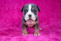 Blue Tri Female, a female American Bully for sale in Orangeburg, SC – Photo 4 of 5